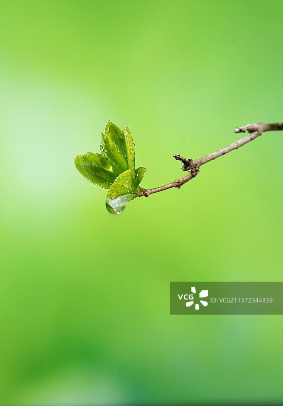 带水珠的嫩芽图片素材