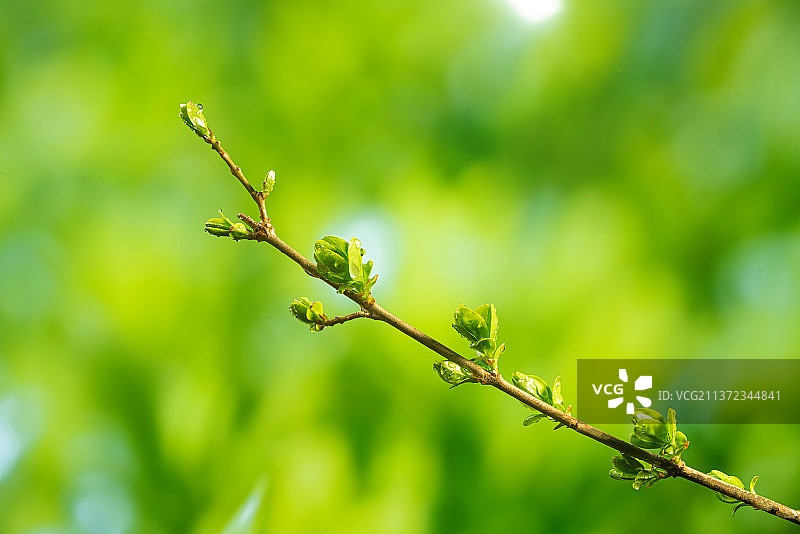 春天的嫩芽图片素材