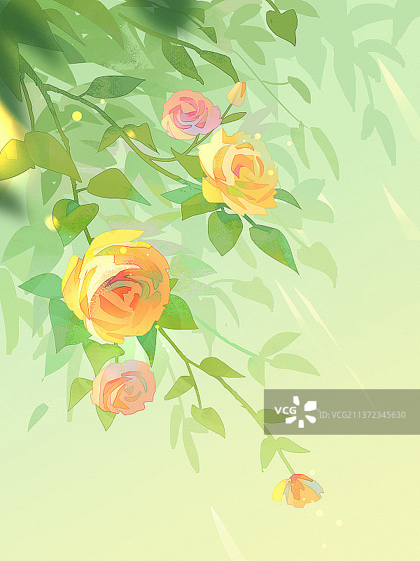 清晨阳光下的黄色蔷薇图片素材