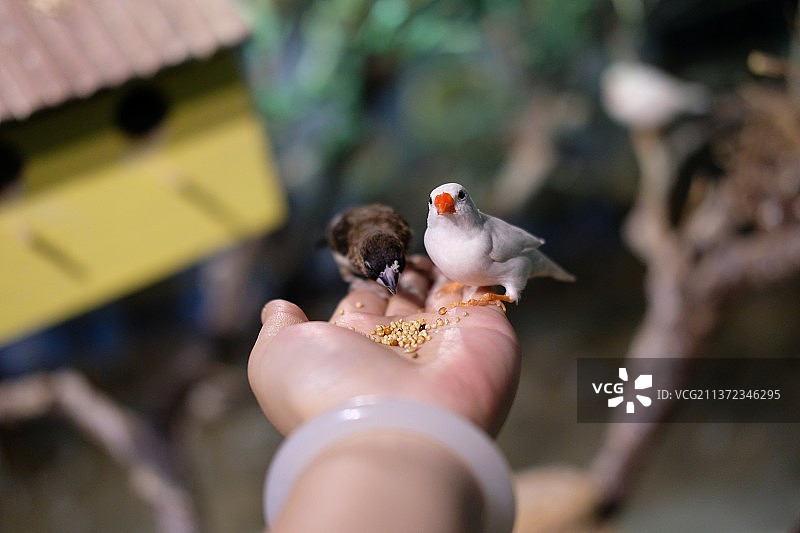 主人给宠物喂食图片素材