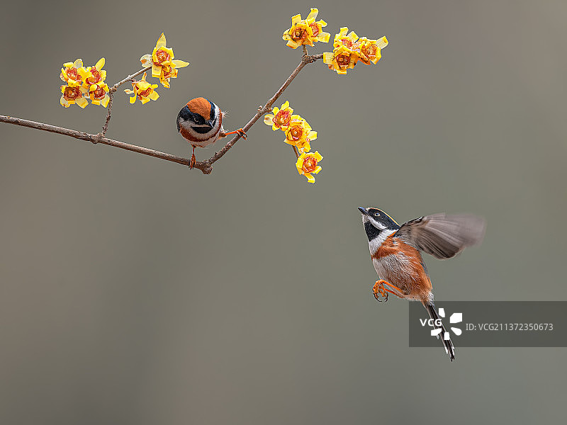 红头长尾山雀图片素材