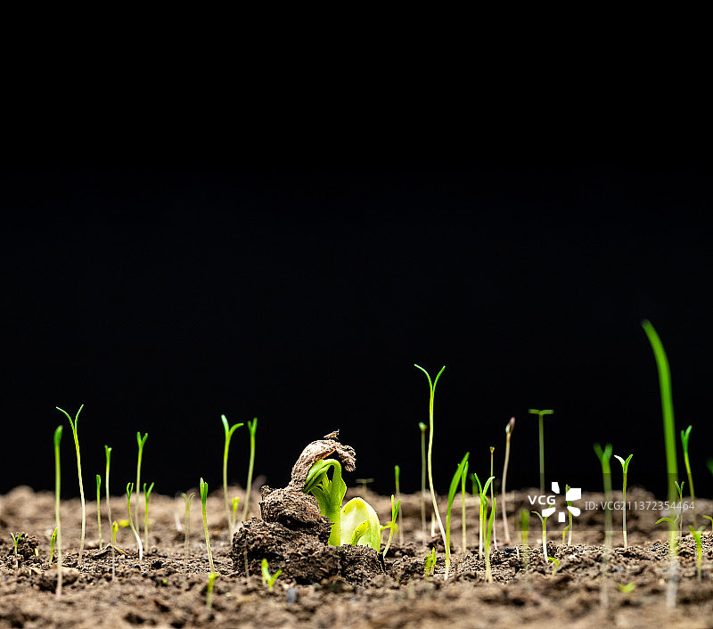 春天幼苗生长图片素材
