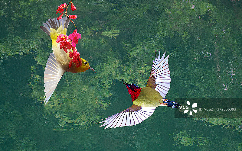 风花雪月@太阳鸟相亲图片素材