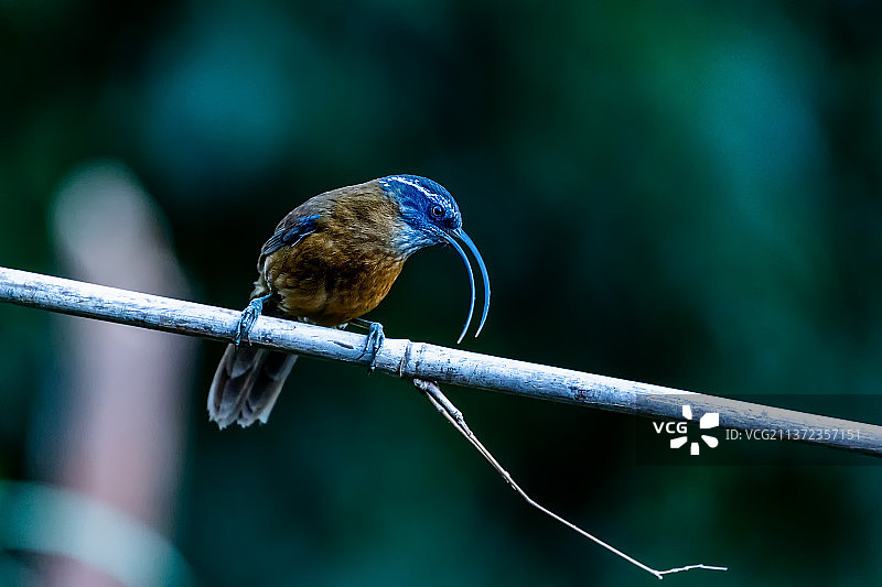 剑嘴鹛图片素材