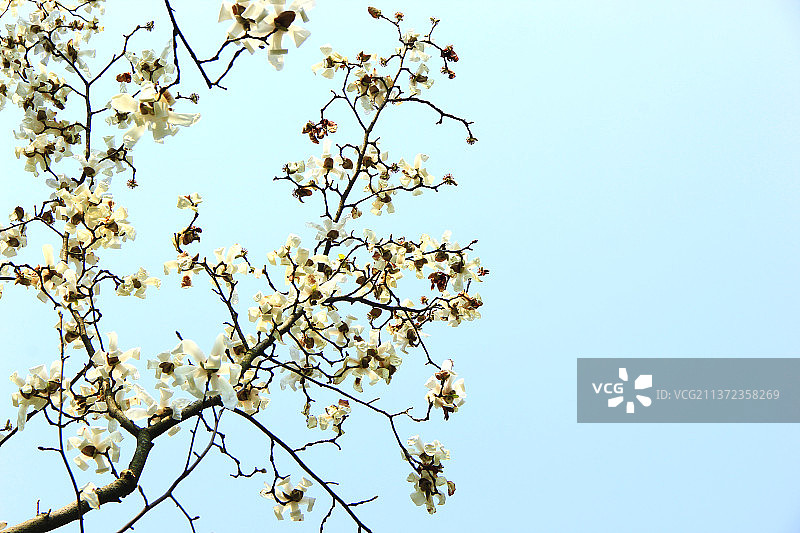 蓝天 木兰花 白色鲜花 春天图片素材