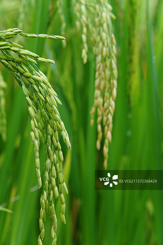 稻花香图片素材