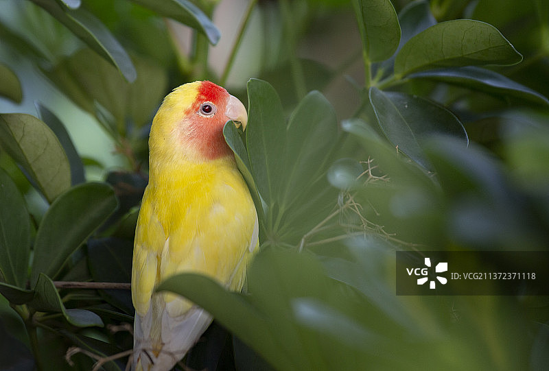 牡丹鹦鹉图片素材