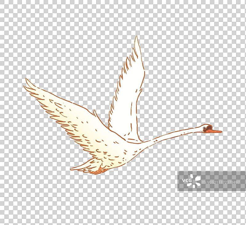 白天鹅图片素材