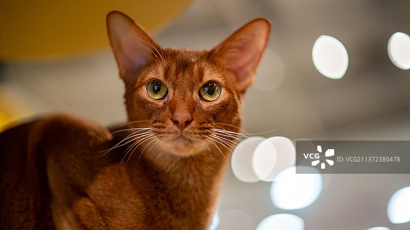 猫的特写肖像图片素材