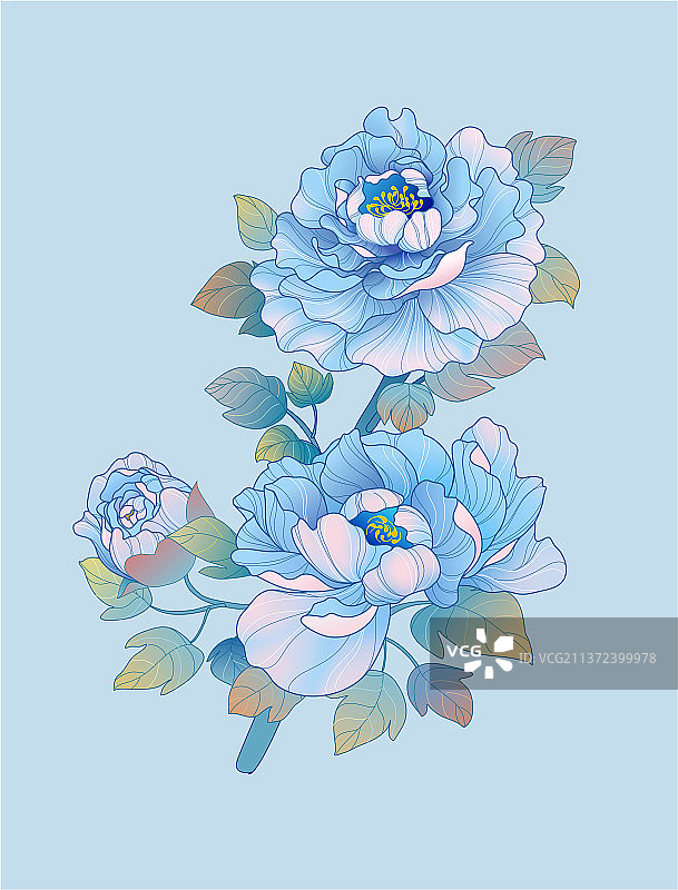 牡丹花图片素材