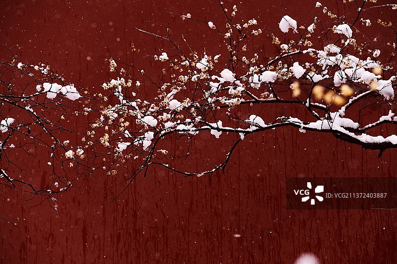 明孝陵｜雪中腊梅图片素材