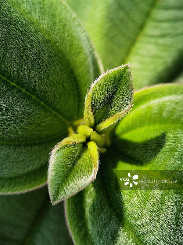 植物特写图片素材