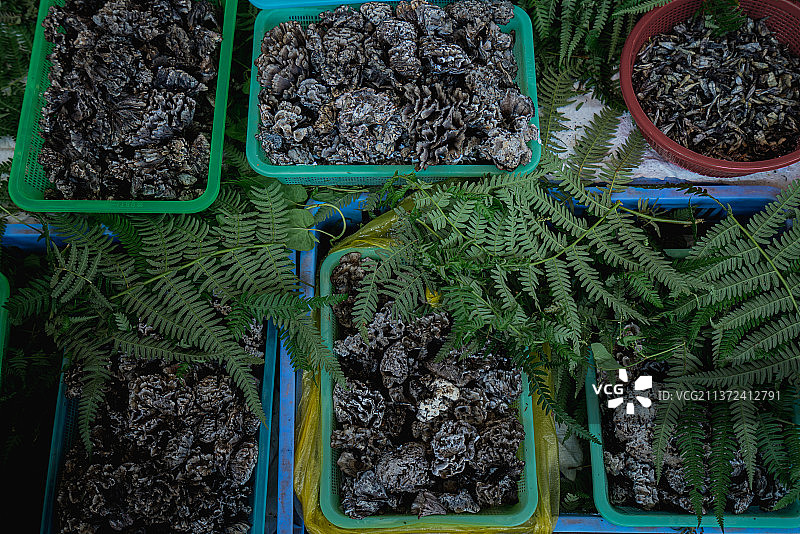 云南特有的野生菌蘑菇 干巴菌 野生菌市场图片素材