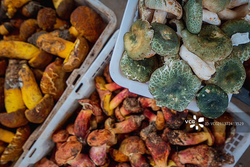 云南昆明野生菌交易市场特有的野生菌 多种多样的 蘑菇 青头菌 见手青 牛肝菌图片素材