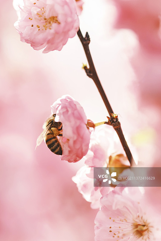 蜜蜂在粉红色花朵上的特写镜头图片素材