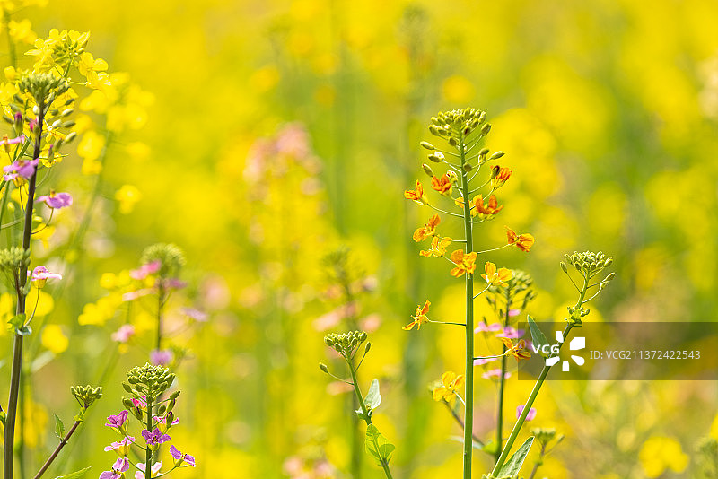 油菜花图片素材