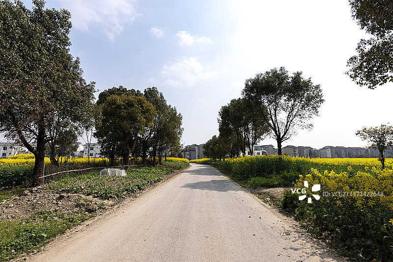 开满菜花的小路图片素材