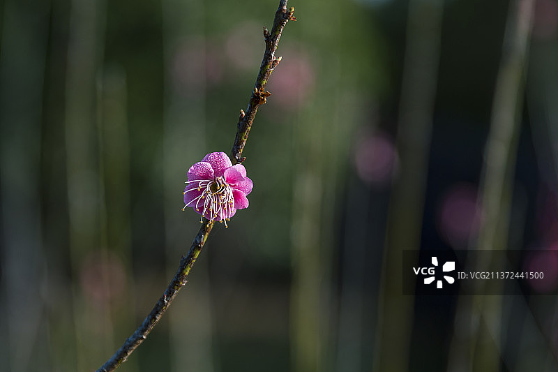 一枝春图片素材