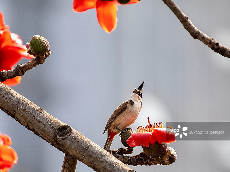 木棉花与红耳鹎图片素材