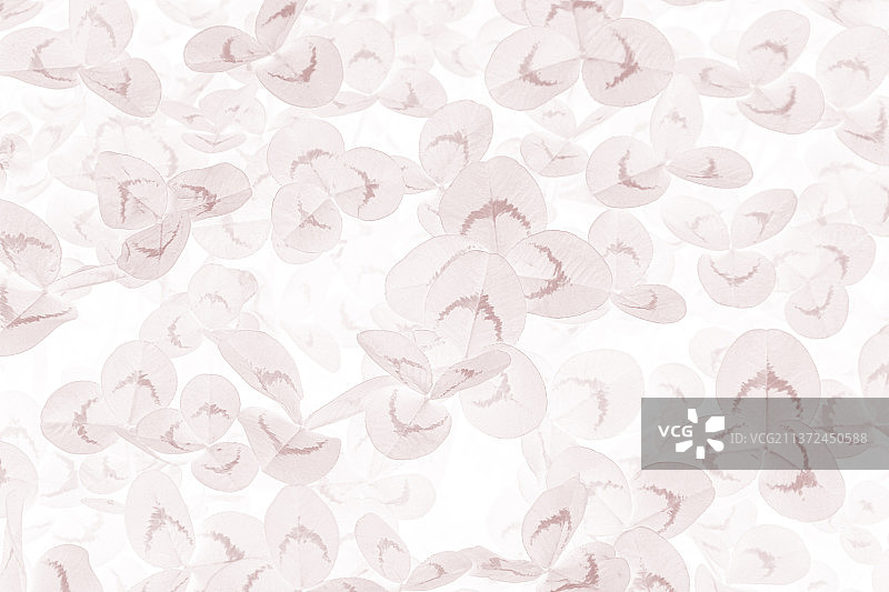 三叶草 背景图片素材