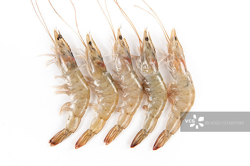 白色背景上的一排白对虾图片素材