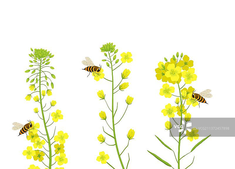 蜜蜂在油菜花上采蜜插画元素图片素材