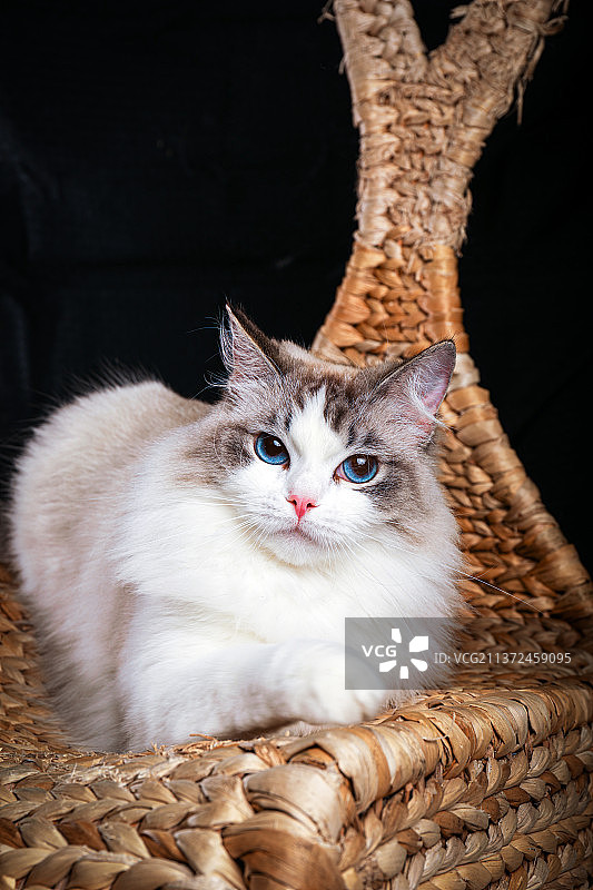 布偶猫 宠物动物小猫萌猫 可爱蓝眼睛 黑色背景影棚拍摄室内拍摄图片素材