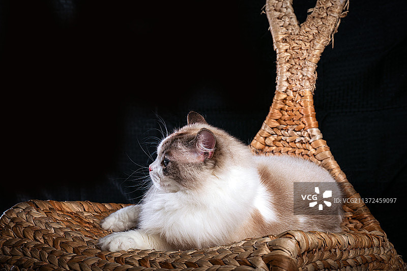 布偶猫 宠物动物小猫萌猫 可爱蓝眼睛 黑色背景影棚拍摄室内拍摄图片素材