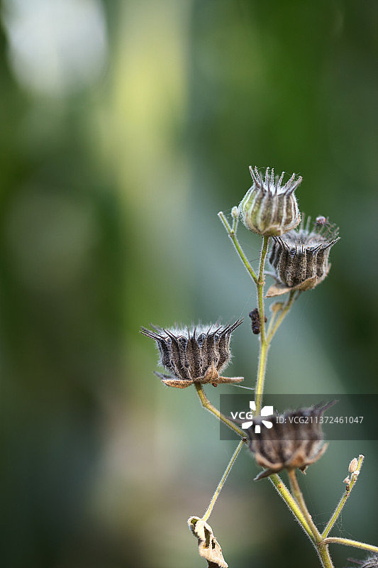 秋天野生苘麻成熟的种子图片素材