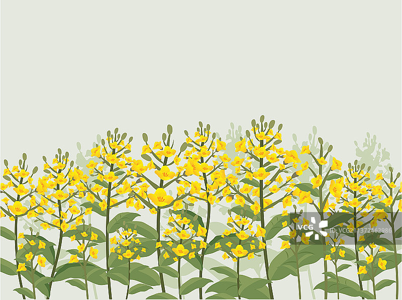 淡黄色的油菜花图片素材