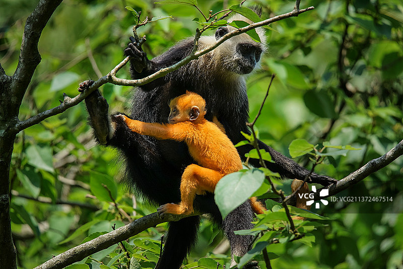 世界珍稀动物  白头叶猴图片素材