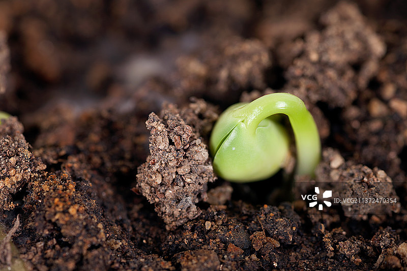 春季土壤里破土而出的嫩芽特写图片素材