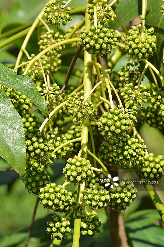 八角金盘图片素材