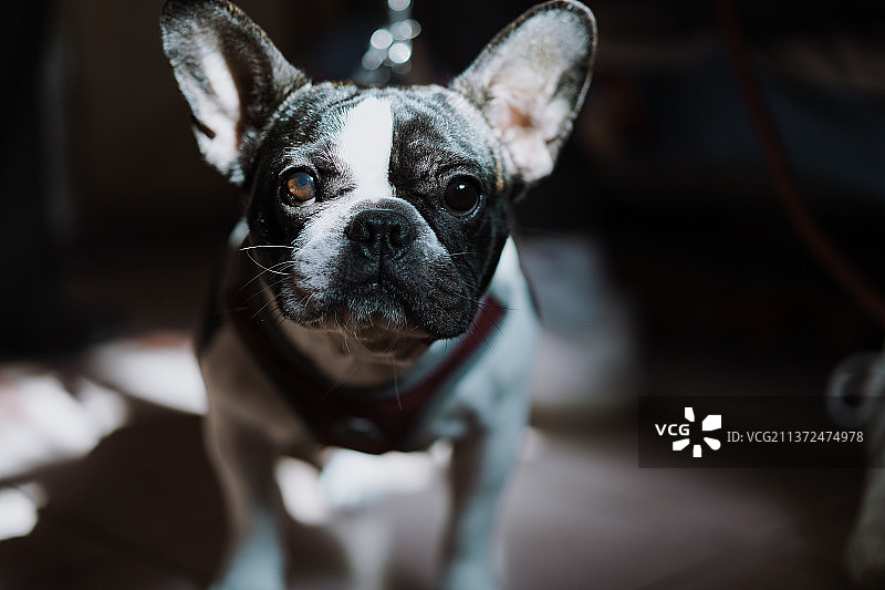 法国斗牛犬图片素材