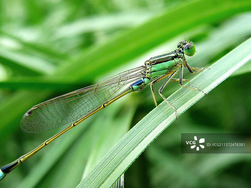 惊蛰节气，一只蜻蜓停靠在绿野上图片素材