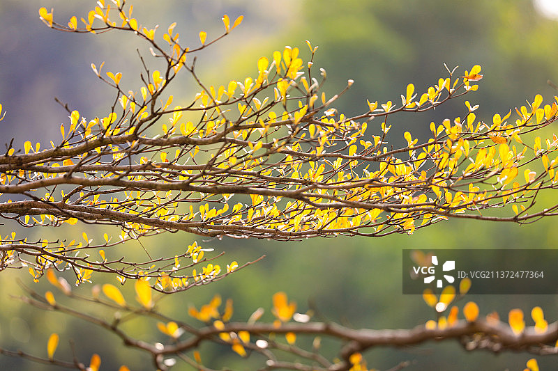 小叶榄仁图片素材