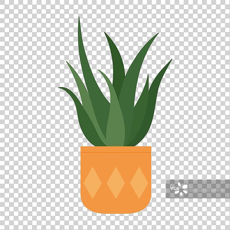 一盆植物盆栽图片素材