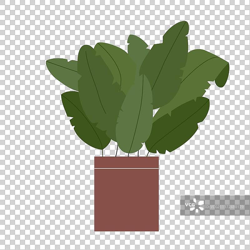 一盆植物盆栽图片素材