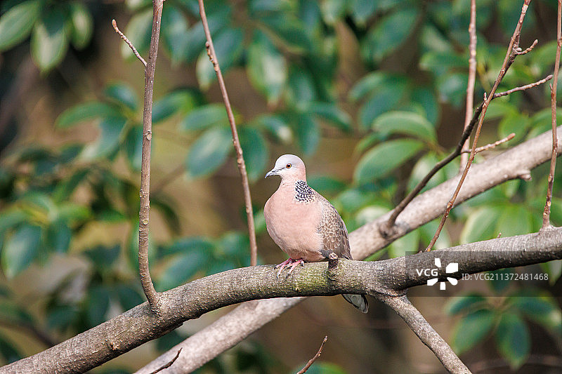 树上的斑鸠图片素材