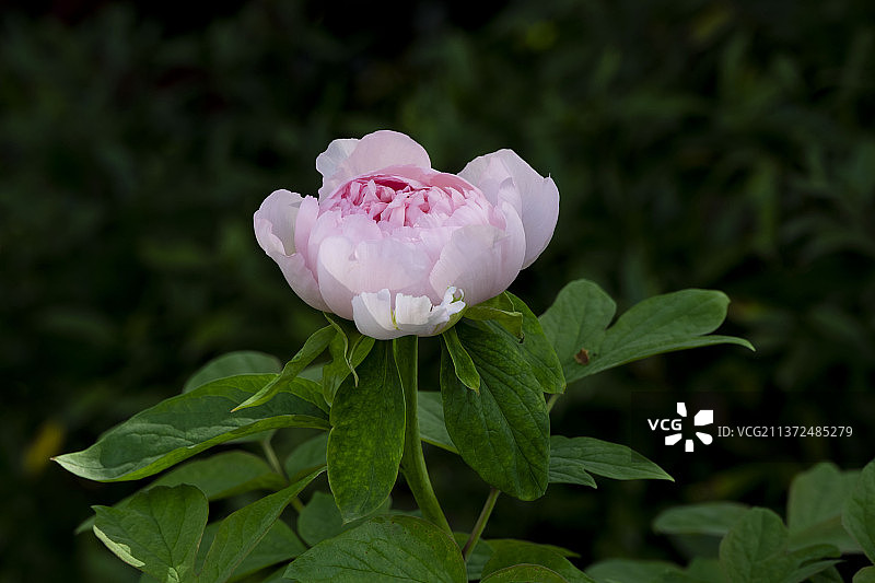 东湖牡丹园图片素材