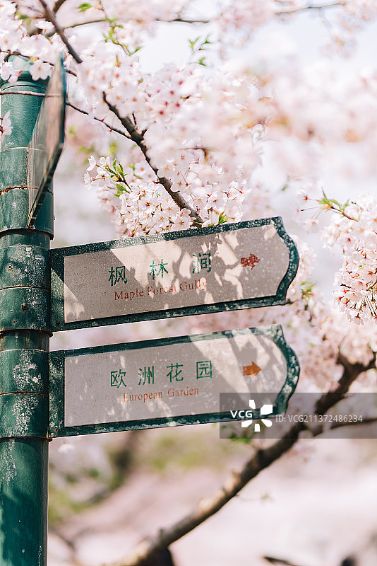 春季樱花（青岛中山公园）图片素材