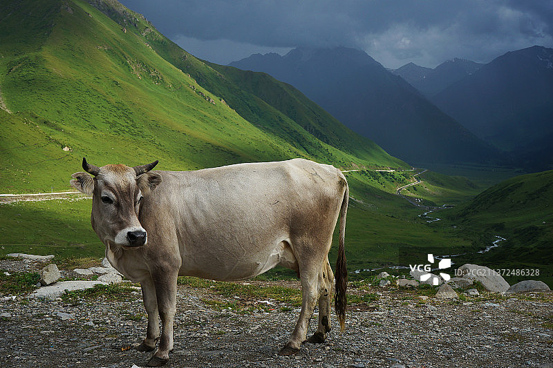 独库公路上的牛图片素材