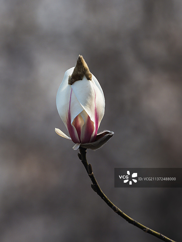 春天里的白玉兰图片素材