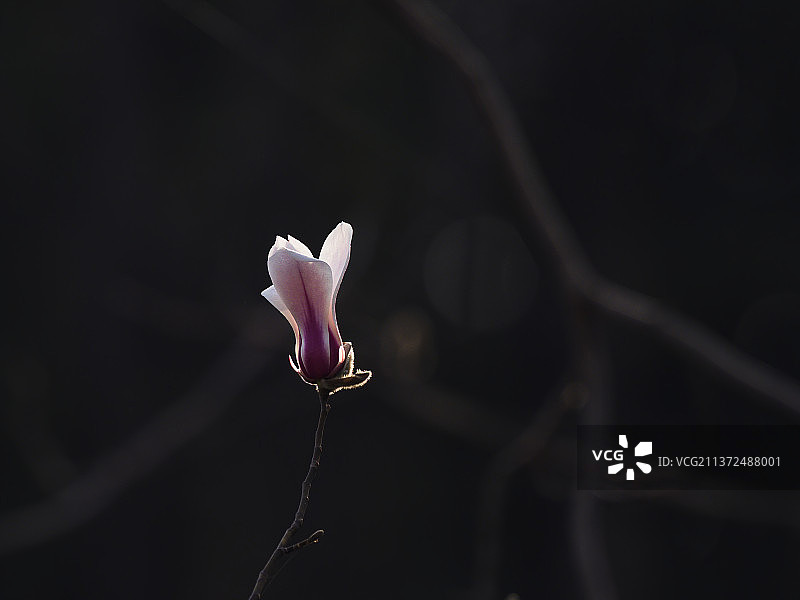 春天里的白玉兰图片素材