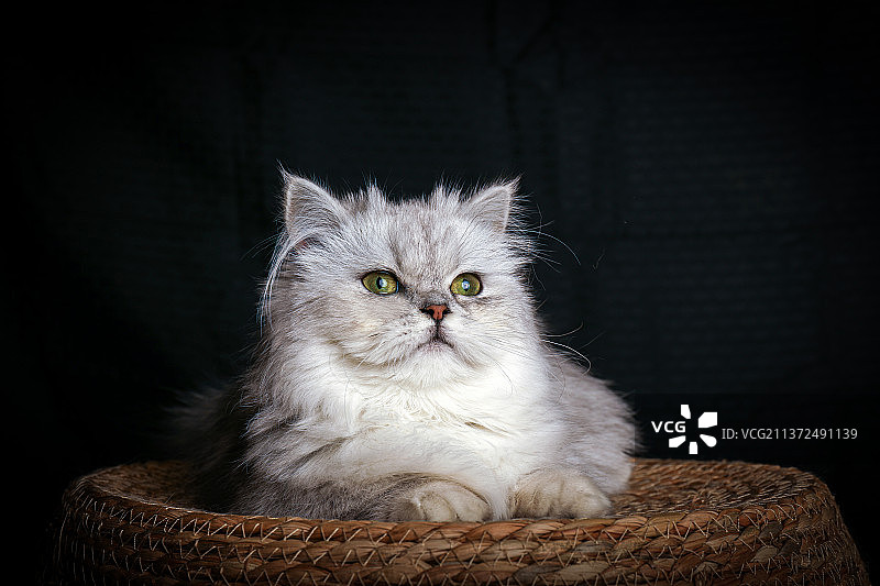 长毛矮脚猫 黑色背景影棚拍摄图片素材