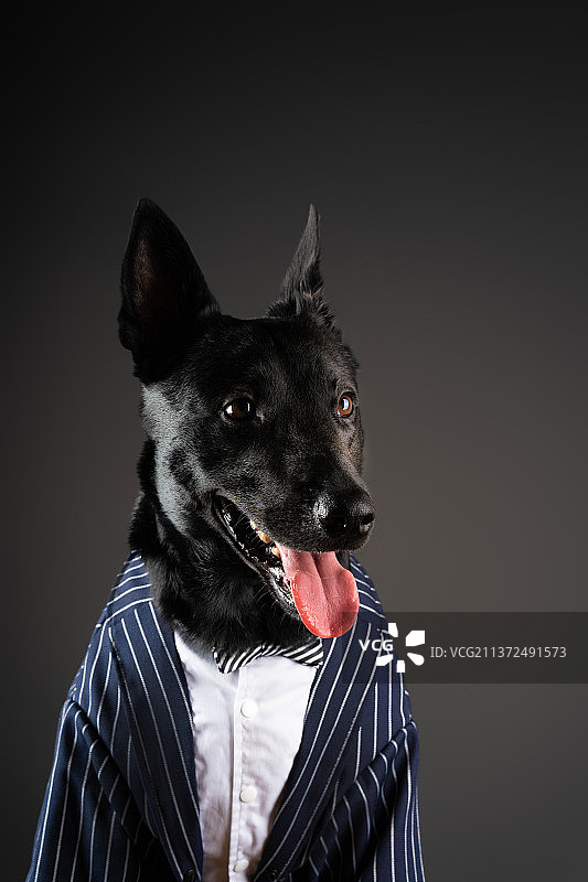 酷酷宠物图片素材