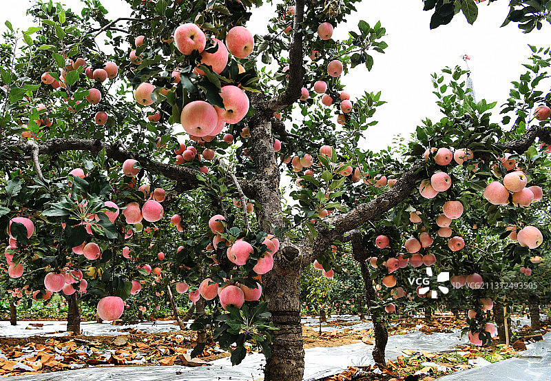 红红的苹果挂满枝头图片素材