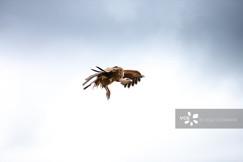 飞翔的秃鹫图片素材