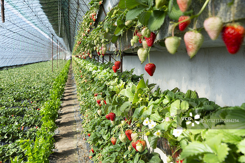 阳光大棚里草莓园采摘图片素材