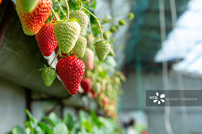 阳光大棚里草莓园采摘图片素材